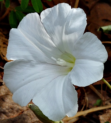 {Calystegia sericata}